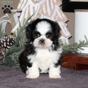 Anita, Shih Tzu Puppy
